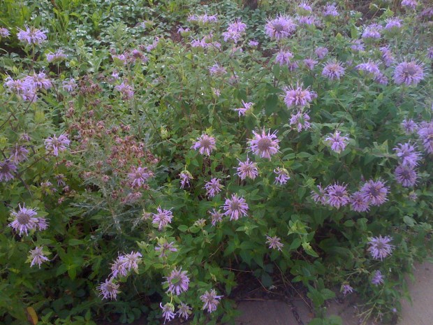 Horsemint Outside My Classroom at CC
