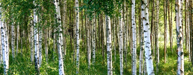 242328369_245aa5d949_o